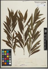 Foto von Salix purpurea L. x Salix viminalis L.